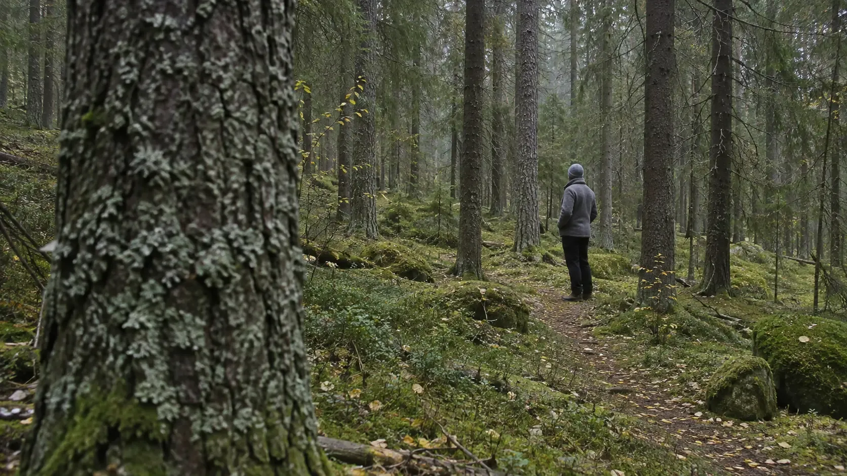 En vandrare i grå jacka och mössa står stilla på en smal stig bland höga granar, sedd bakifrån på avstånd; i förgrunden till vänster står en grov, lavklädd granstam, och marken är täckt av mossa, blåbärsris och gula björklöv.